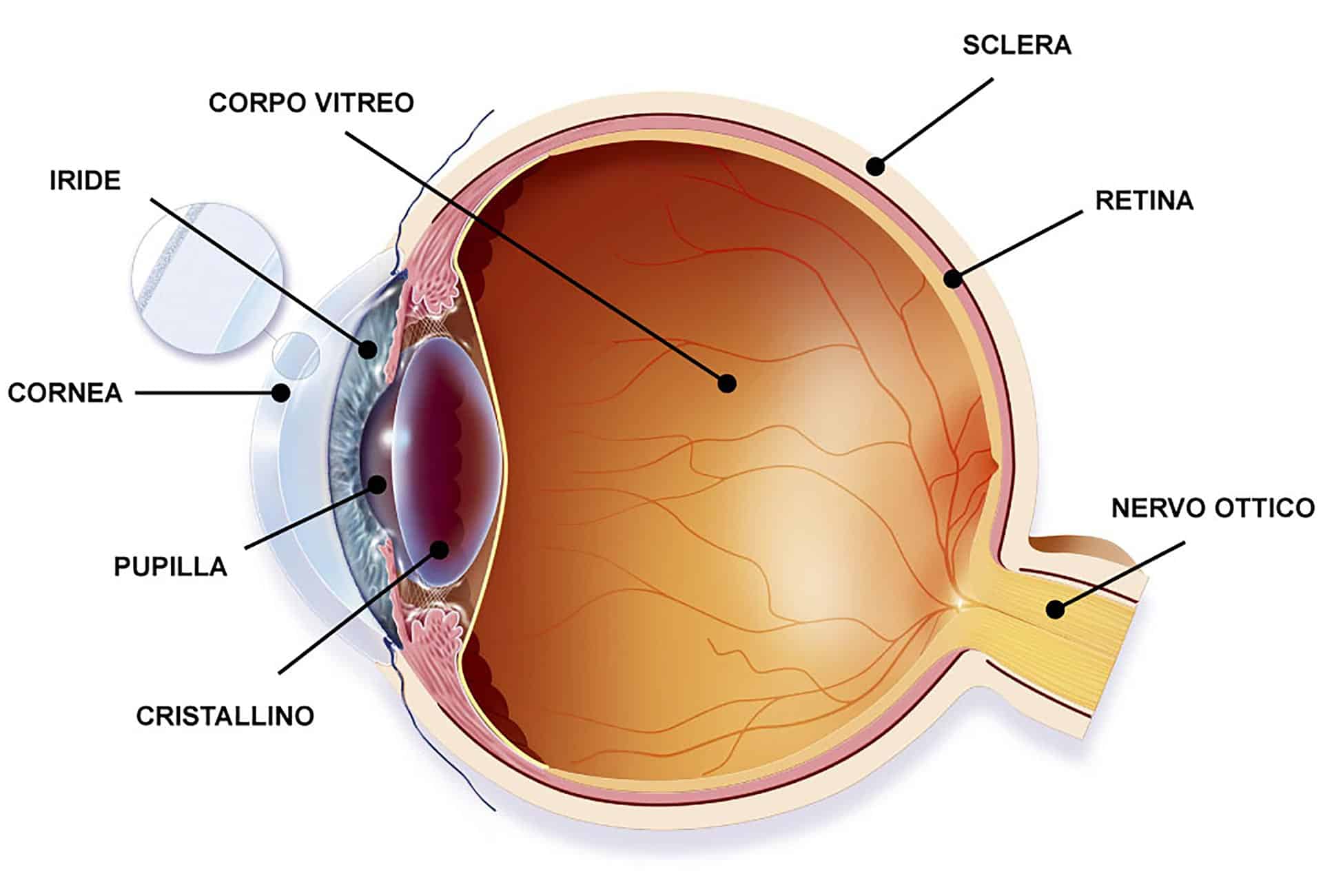 Optical diagram of the eye