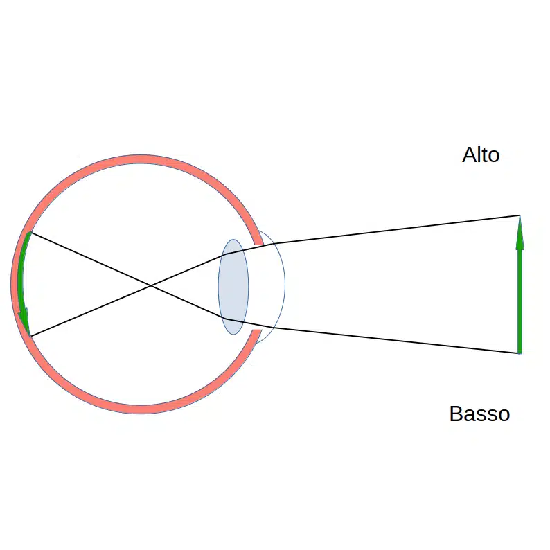 Image formation on the retina