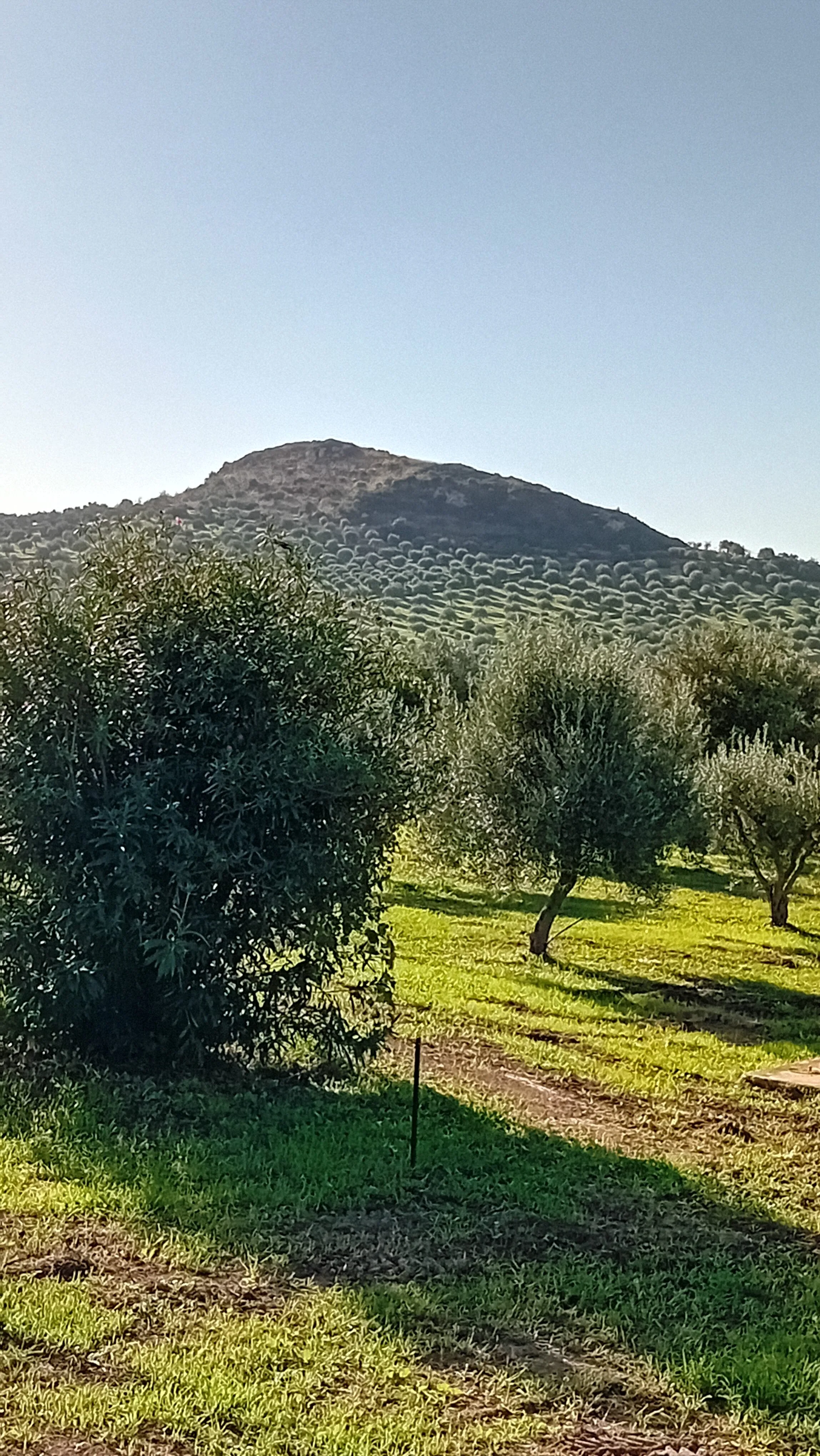 Near and distant trees